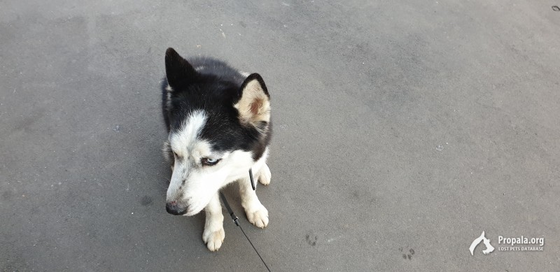 Найден кобель хаски
