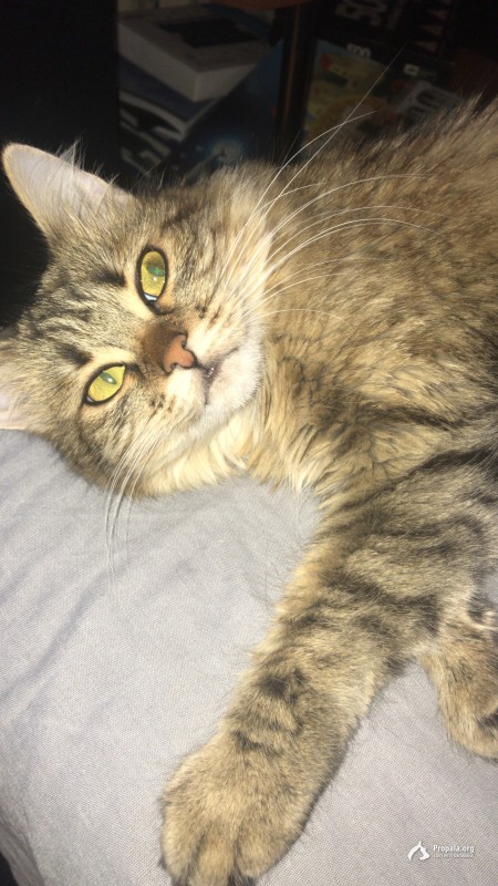 ПРОПАЛА КОШКА! район ФИЛИ ДАВЫДКОВО улица ПИВЧЕНКОВА