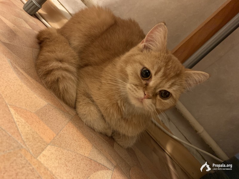 Кот ищет Дом