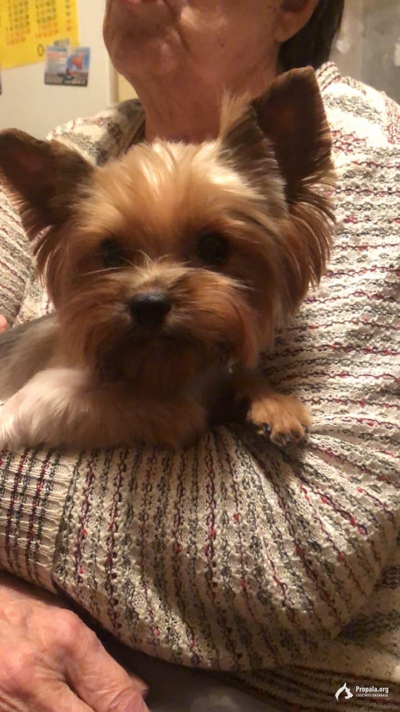 Пропала собака