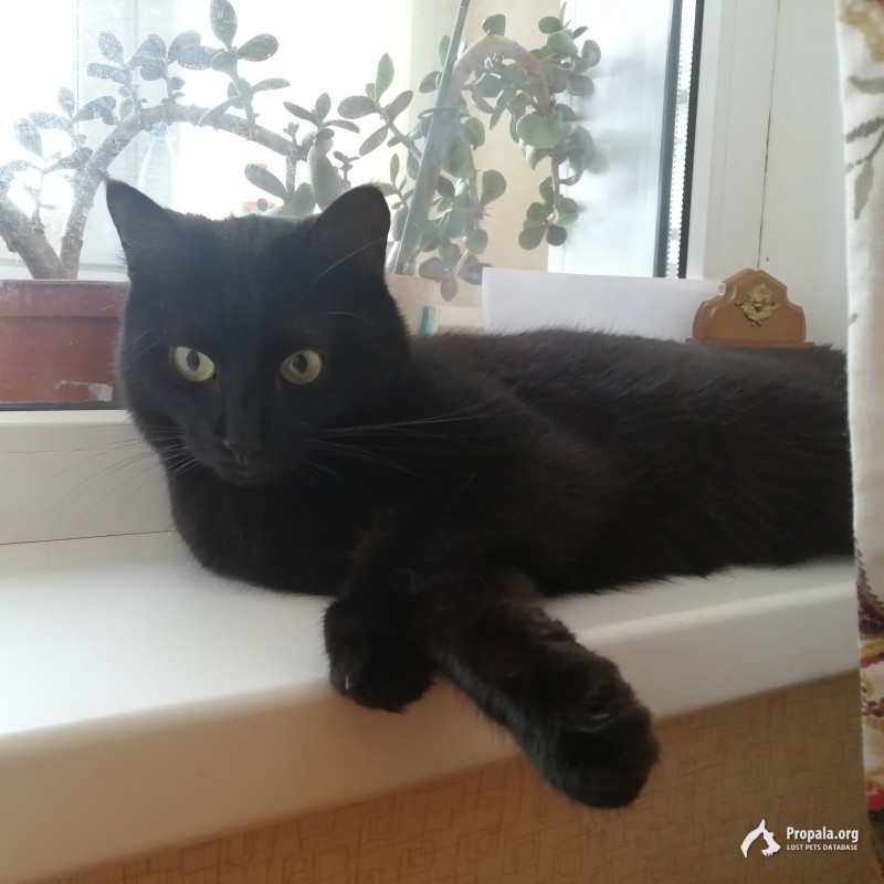 Пропал кот