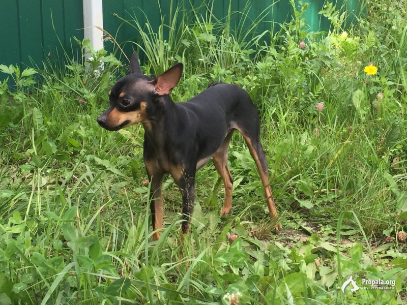 Найден той терьер