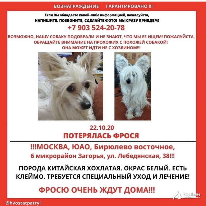 Пропала собака в Москве на ул. Лебедянской 