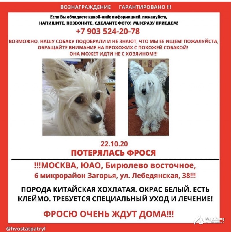 Пропала собака в Москве на ул. Лебедянской