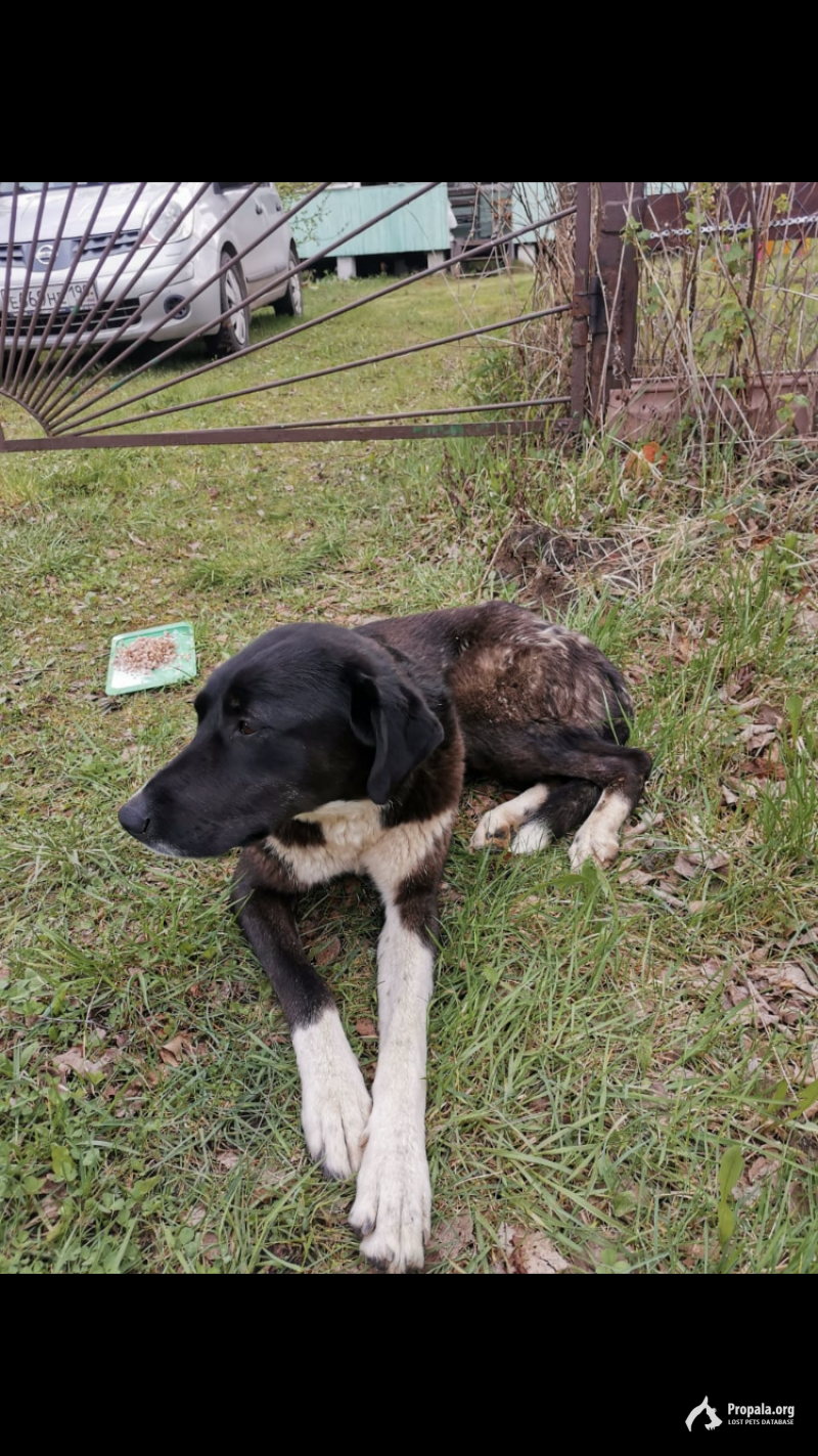 Найдена собака, ручная с ошейником