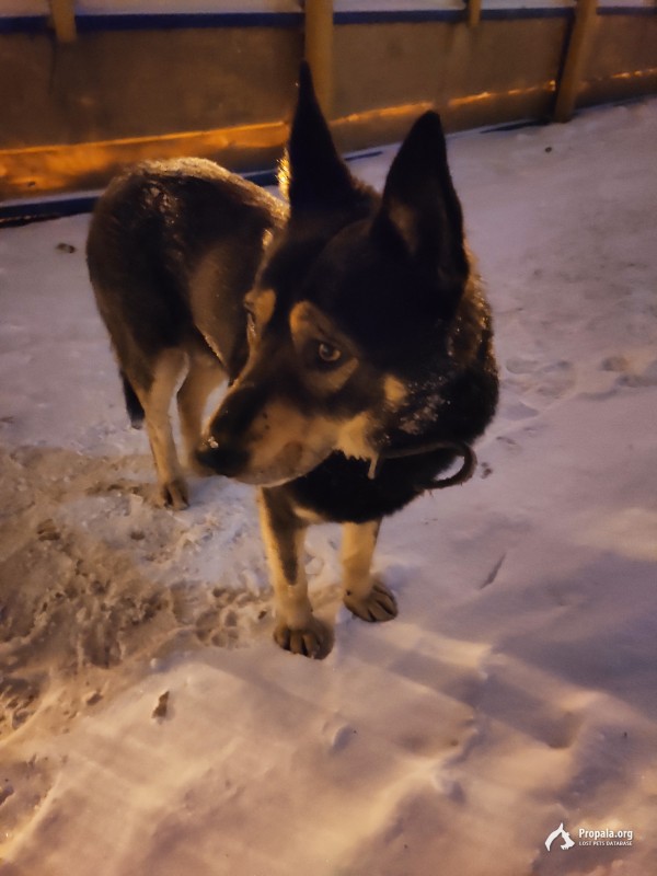 Найдена собака метро Планерная