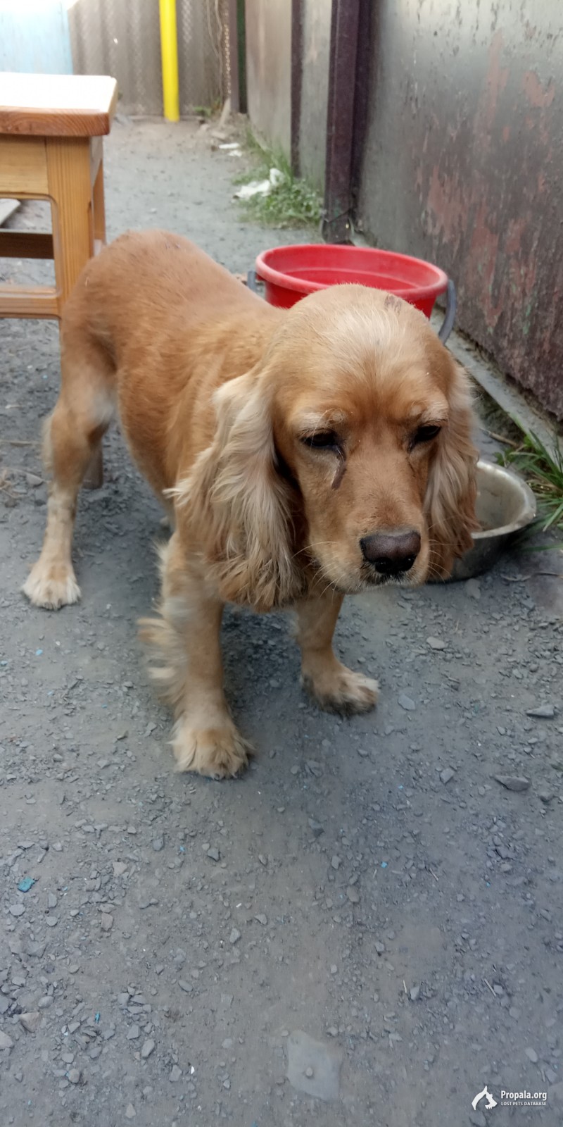 Найдена собака породы Кокер спаниель рыжая в г. Батайск
