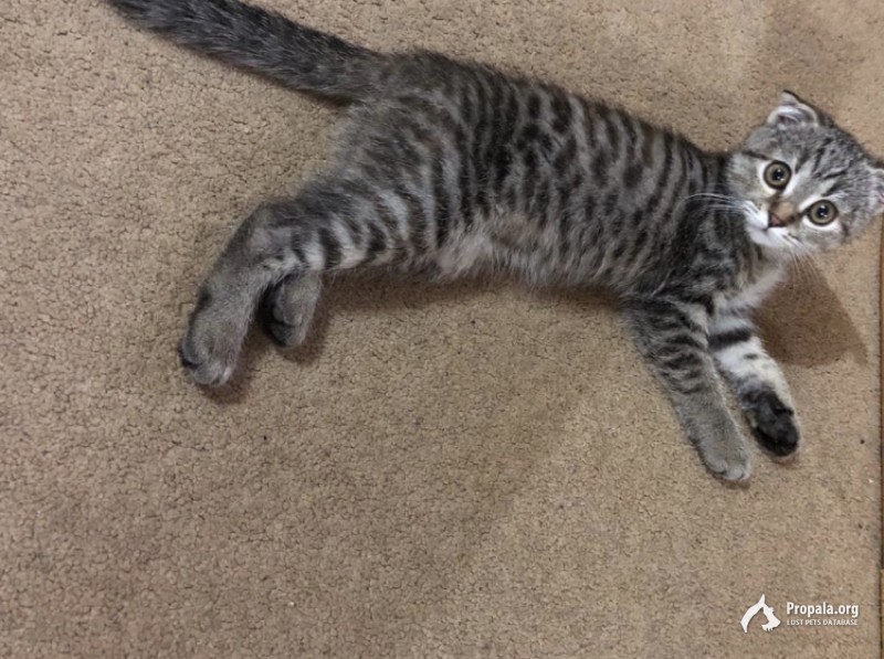 Пропала кошка