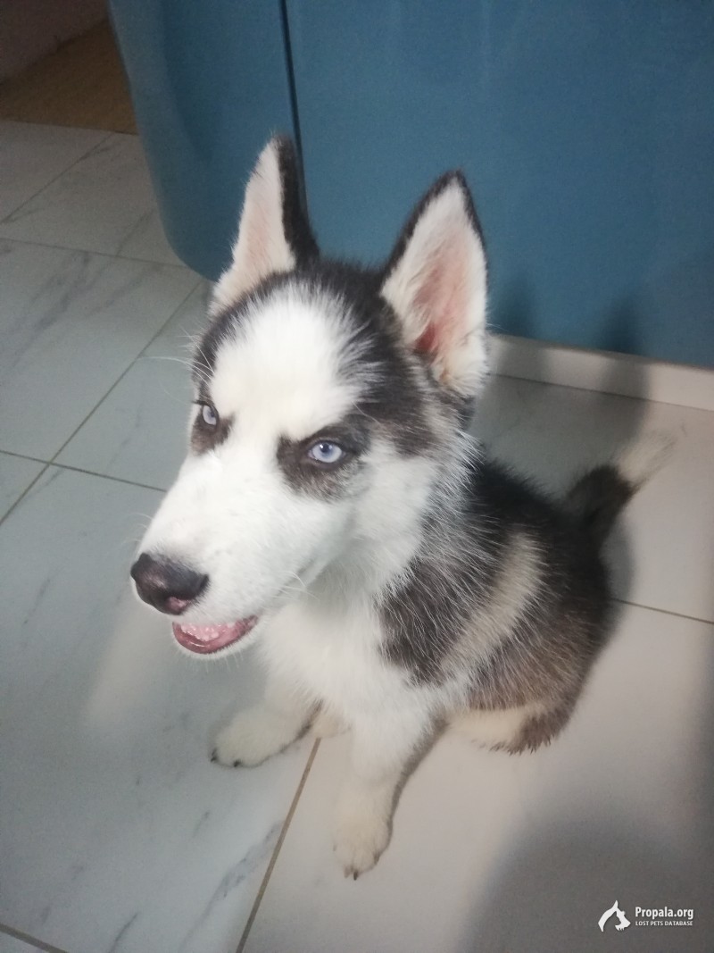 Найден щенок хаски