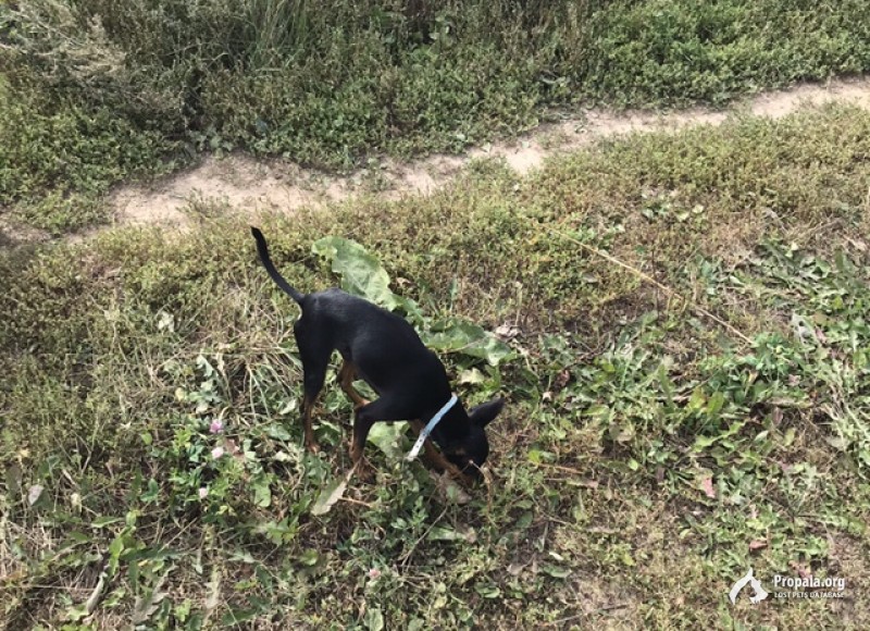 Пропал той терьер