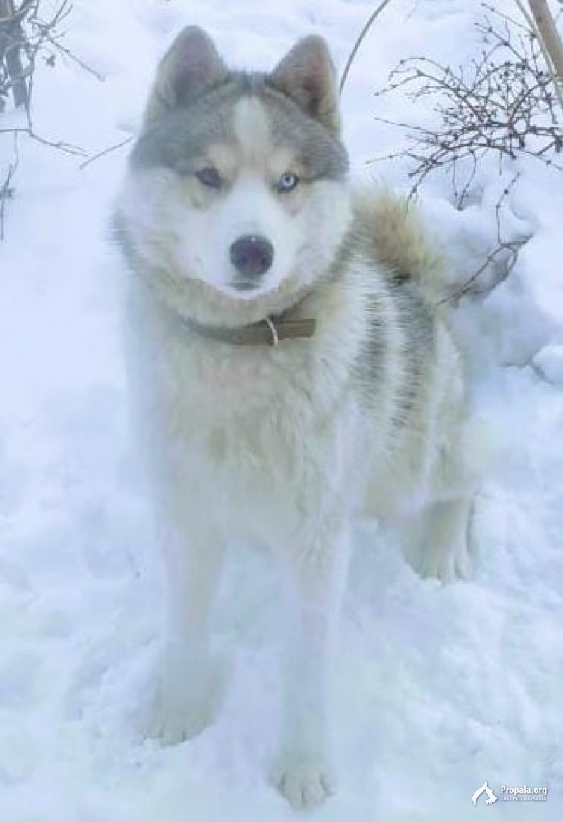 Пропала собака