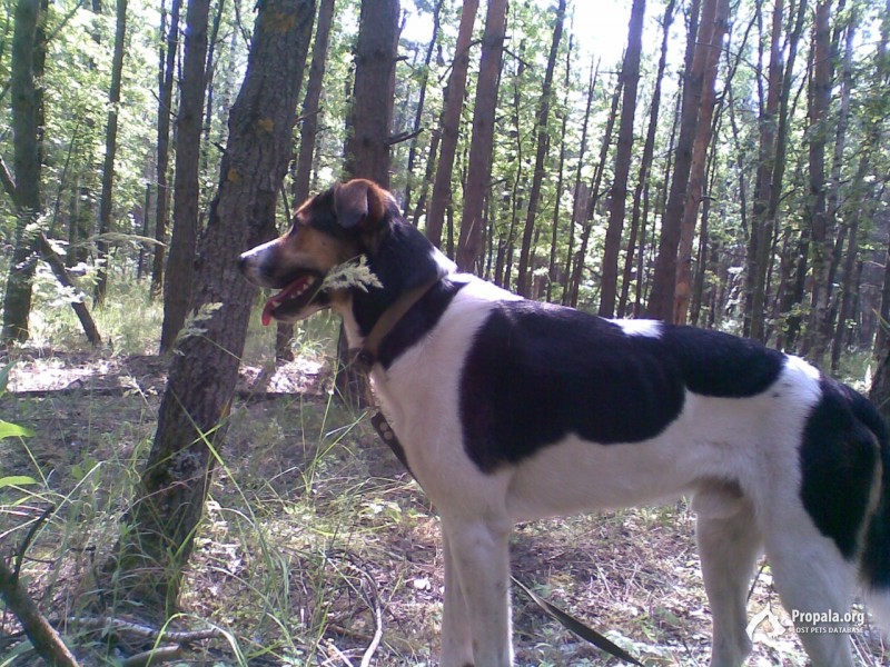 Пропала собака. Воронеж