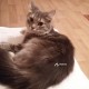 Пропала кошка ЖУЛЕБИНО