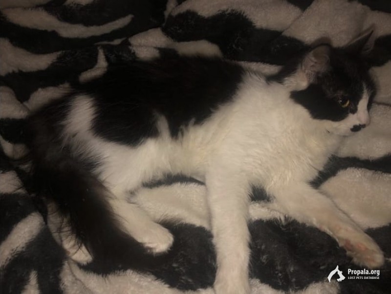 Пропал котёнок