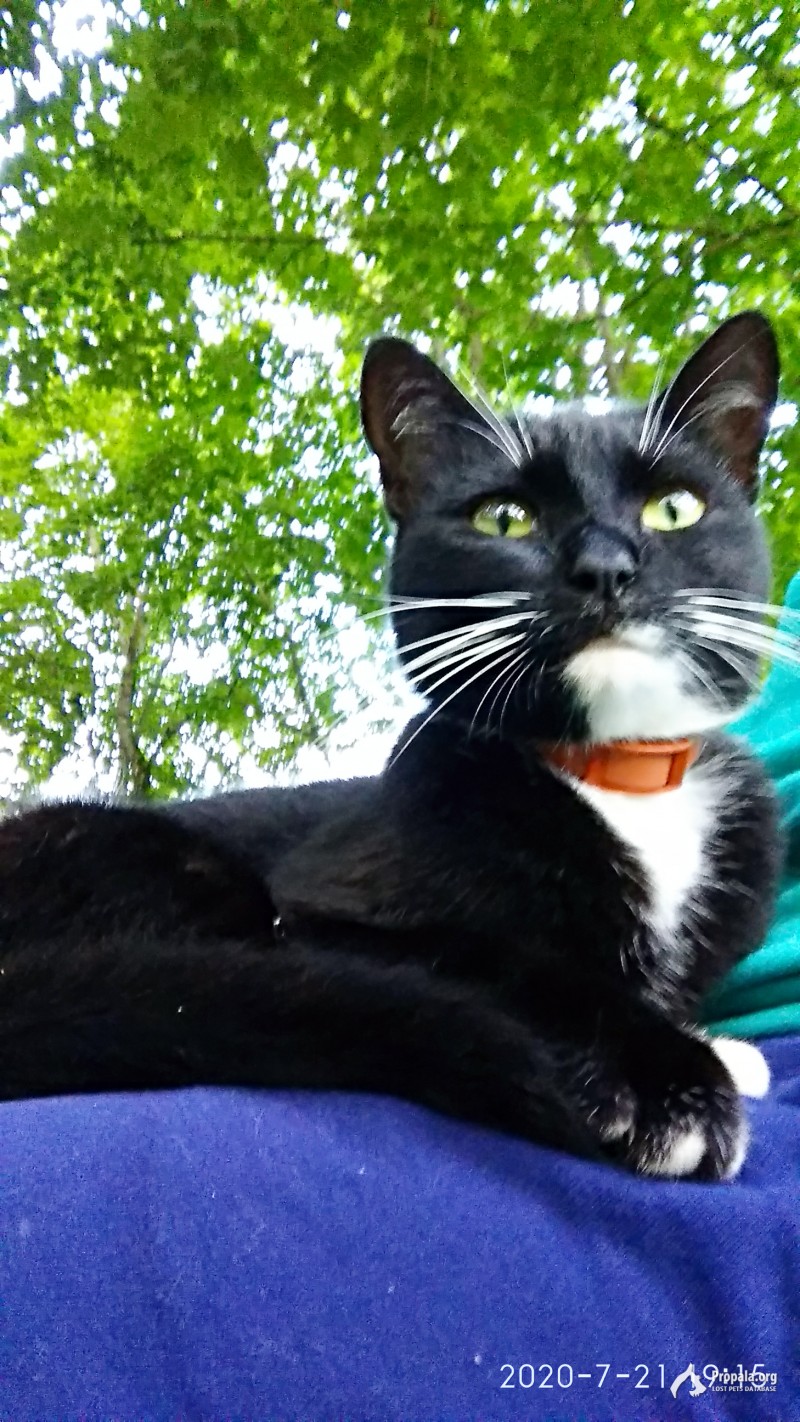 Кошка чёрно-белая, домашняя