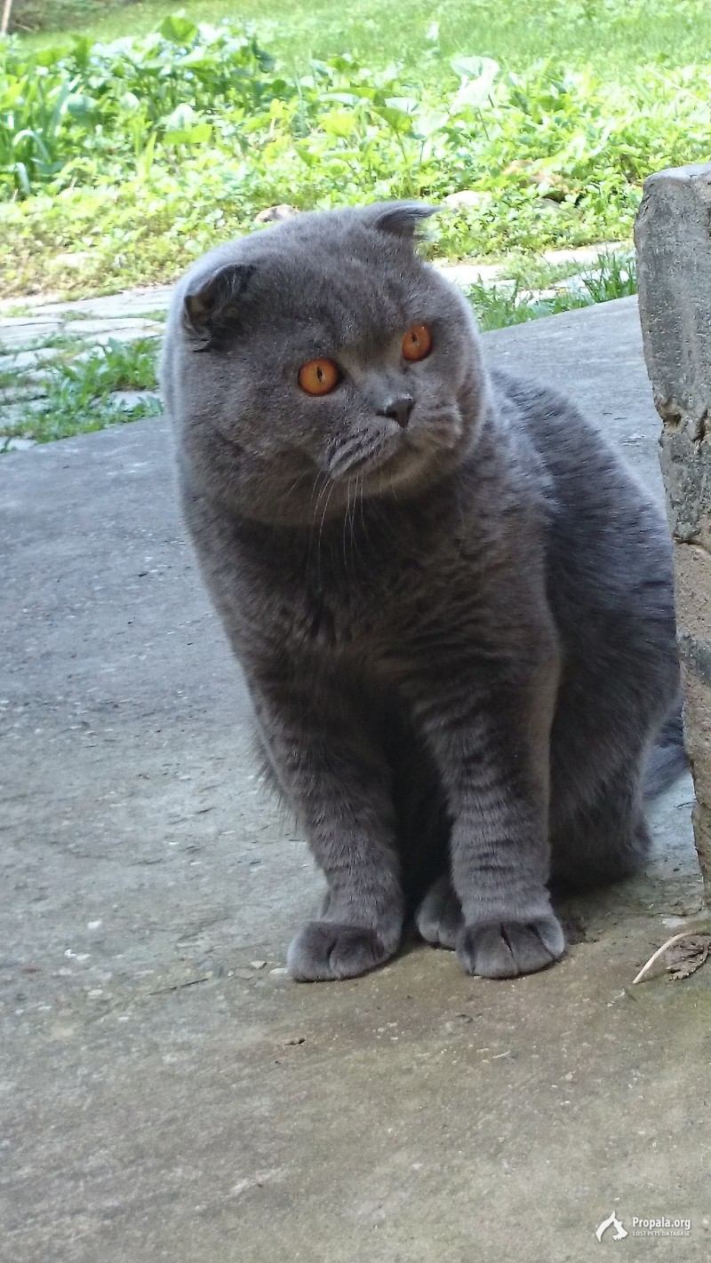 Пропал КОТ!