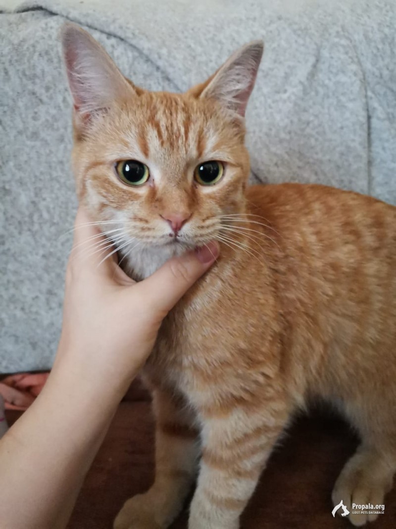 Найдена кошка. Бабушкинский район