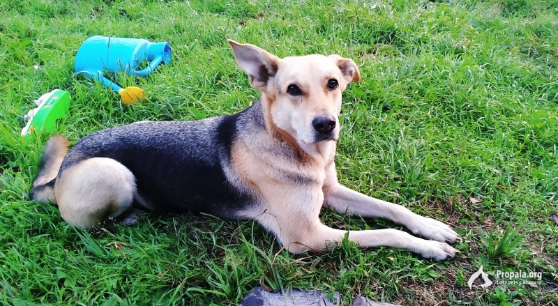 Пропала собака