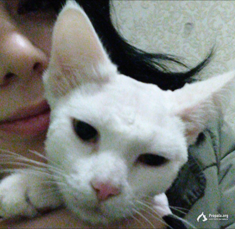 Пропал кот два дня назад