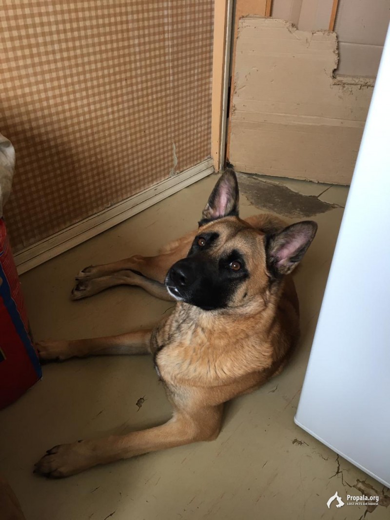 Потерялась собака