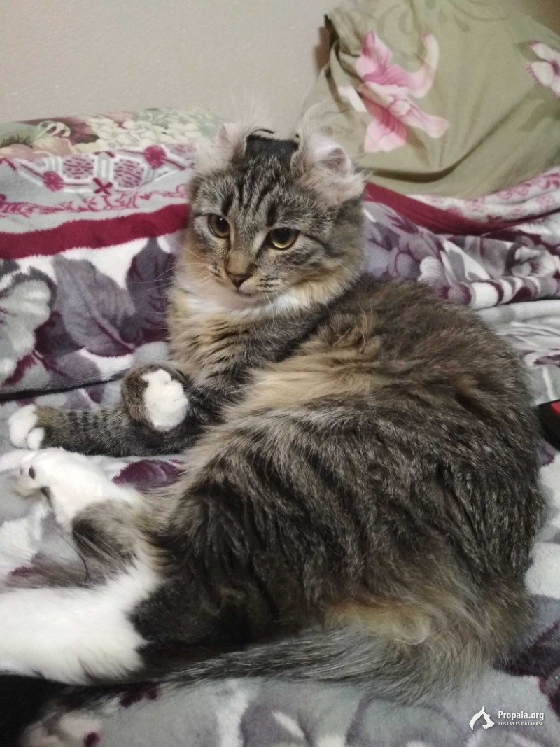 Пропала кошка около Керро