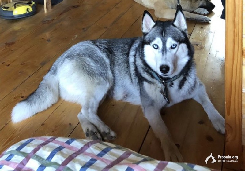 Пропала собака Хаски!