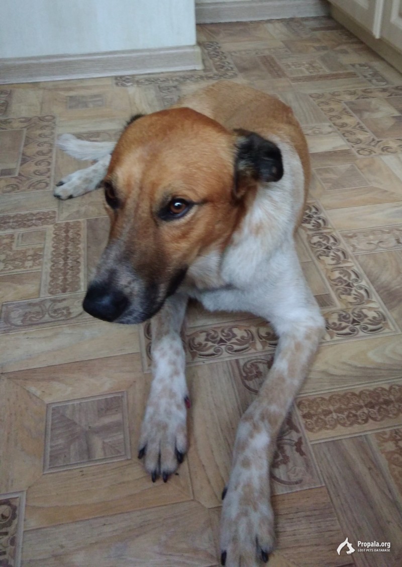 Найдена собака Южное Бутово