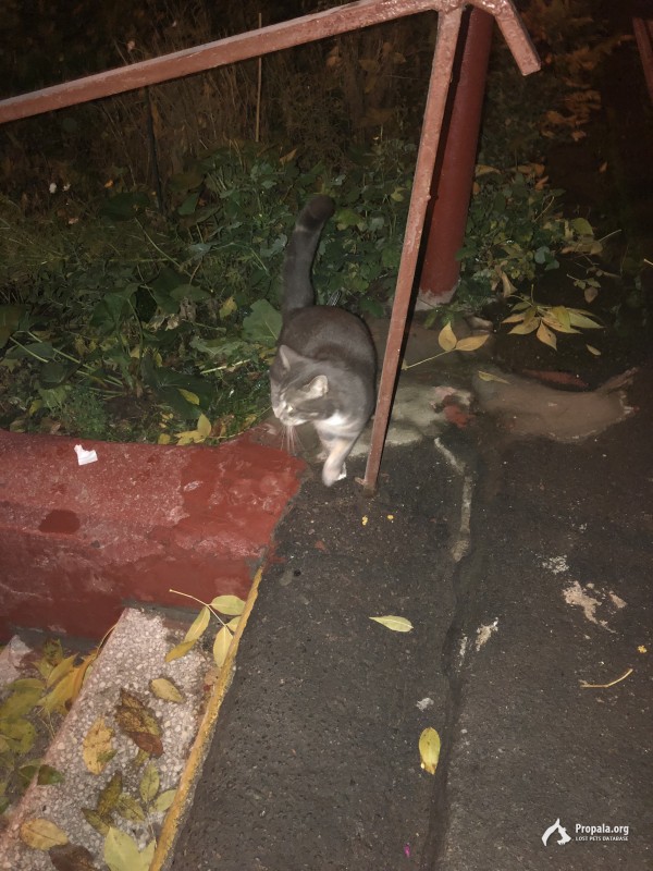 Найден серый кот - Бабушкинская - Менжинского