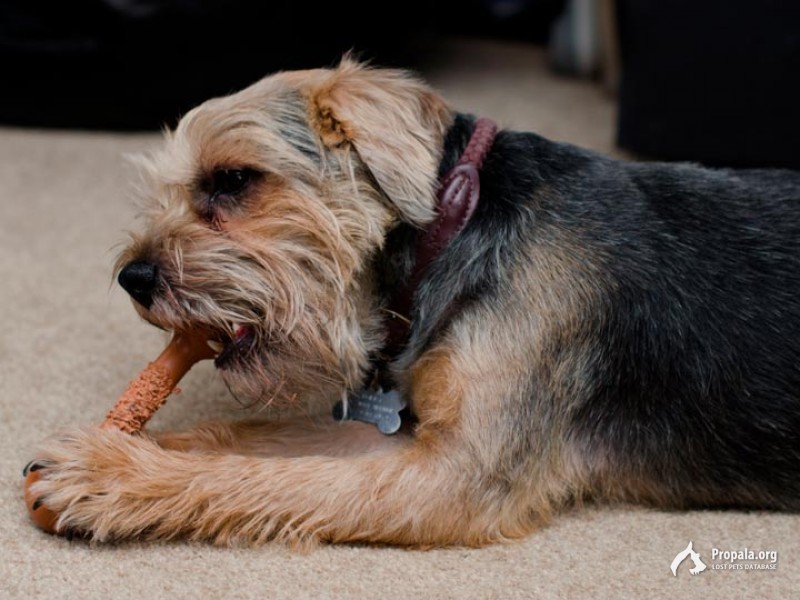 Найден борд-терьер