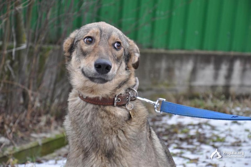 Милочка ищет дом