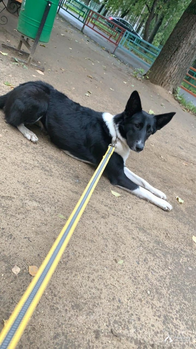 Найдена собака у ТЦ Домодедовский