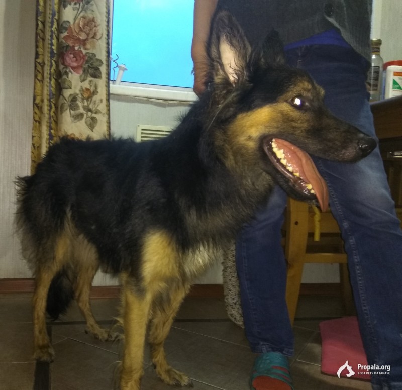 Метис восточно европейская овчарка.