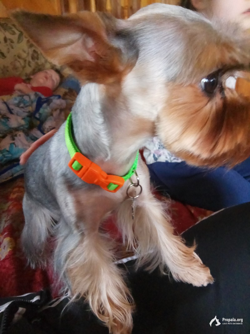 Пропала собака