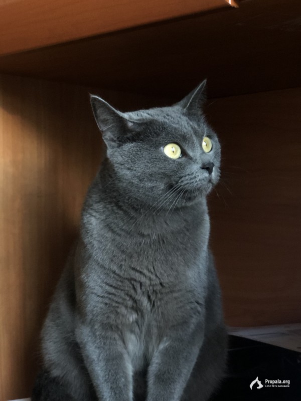 Пропала кошка
