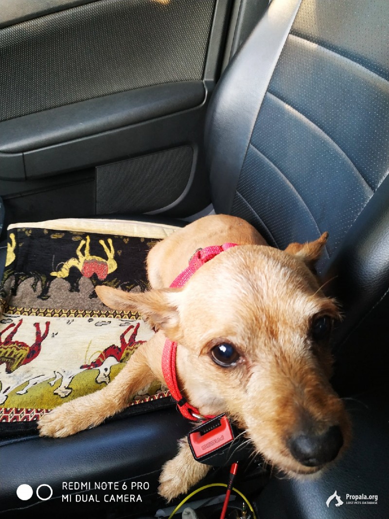 Найдена собака 31,08,2020