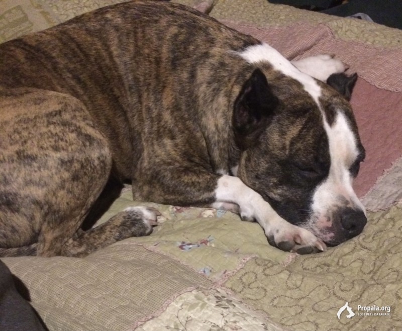 пропала девочка питбуль в г. Королёв