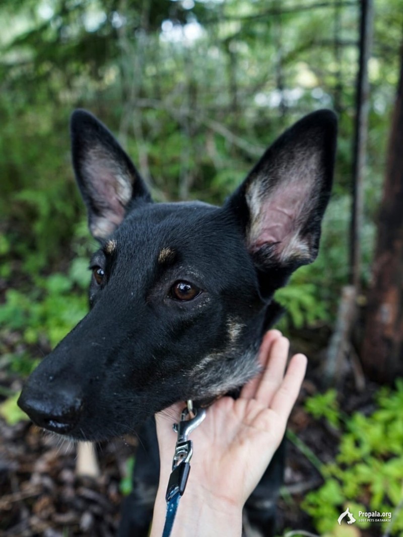 Ищем для Норы отзывчивых добрых хозяев.