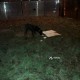 Найдена большая черная собака