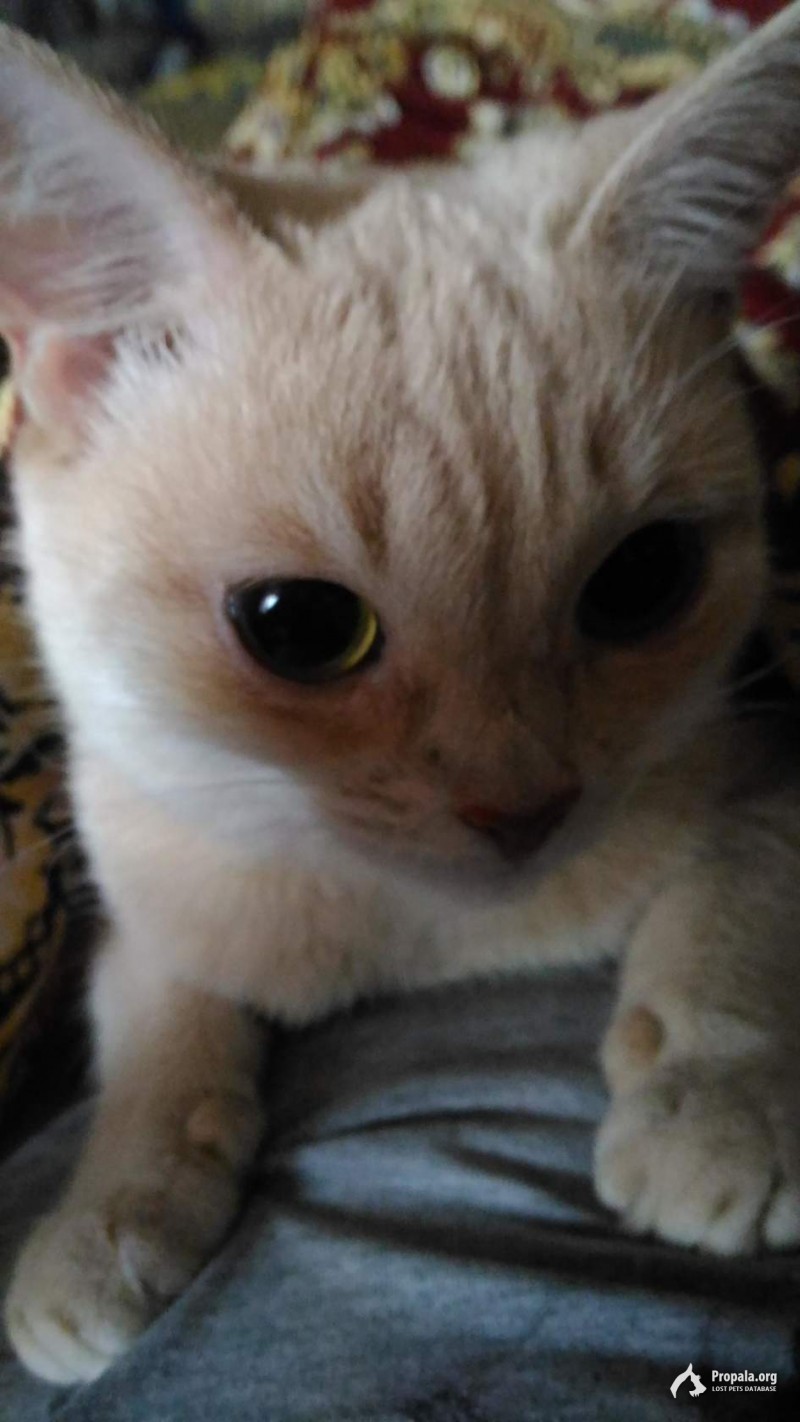 Квартирная кошка