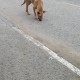 Рыжая собака в Подольске
