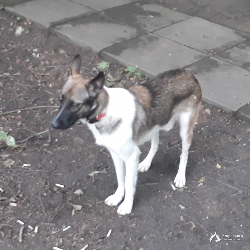 У метро Измайлово в парке в красном ошейнике