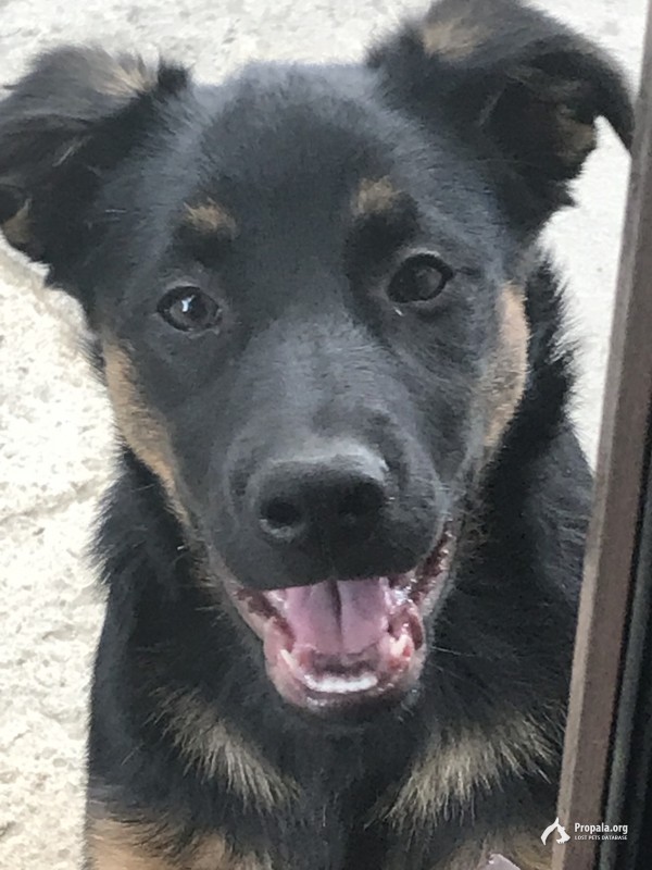 Пропала собака среднего размера цвет чёрный лапы рыжие