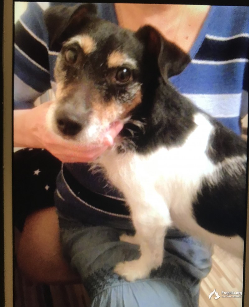 Пропала собака