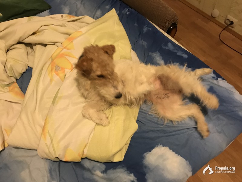Пропала собака в дмитровском районе 