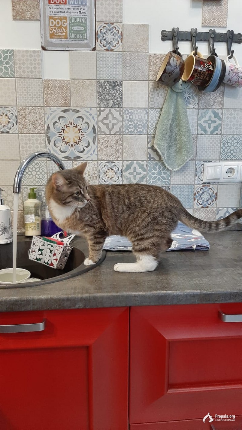 Пропала кошка