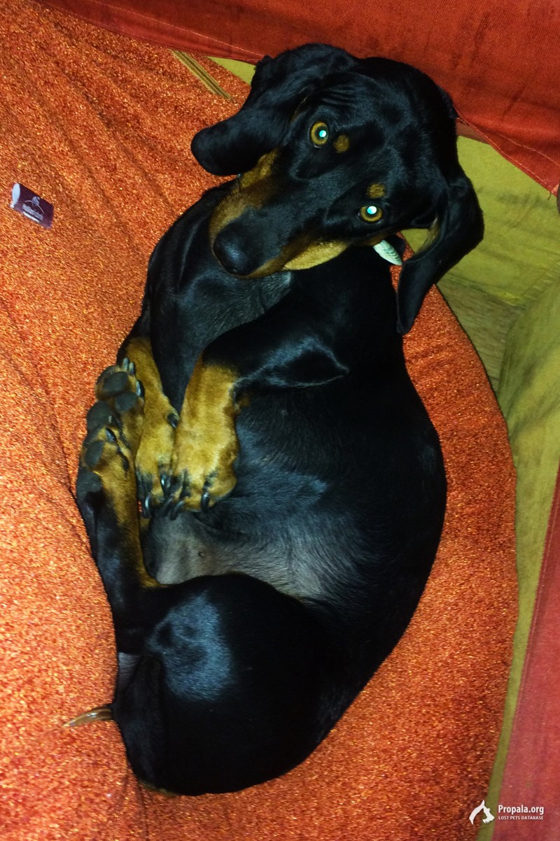 Пропала собака