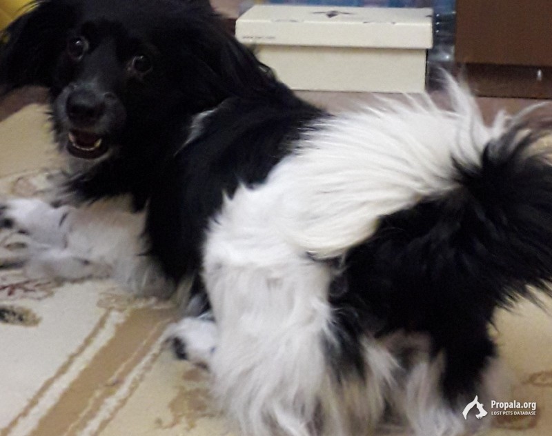 Пропала собака