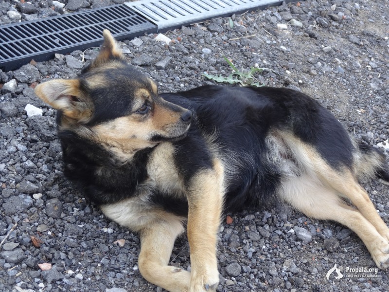 ПОМОГИТЕ НАЙТИ ХОЗЯИНА