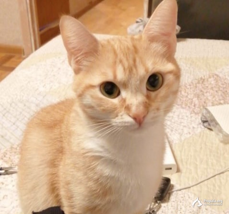 Пропала кошечка