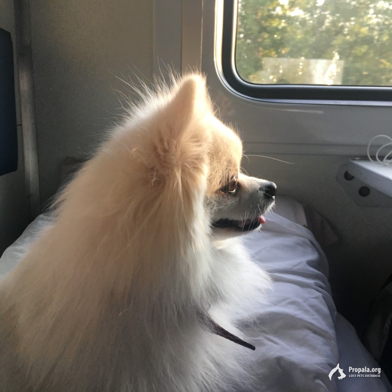 ПРОПАЛА СОБАКА , ПОМОГИТЕ НАЙТИ